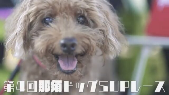 【第4回那須ドッグSUPレース】大会動画公開！！