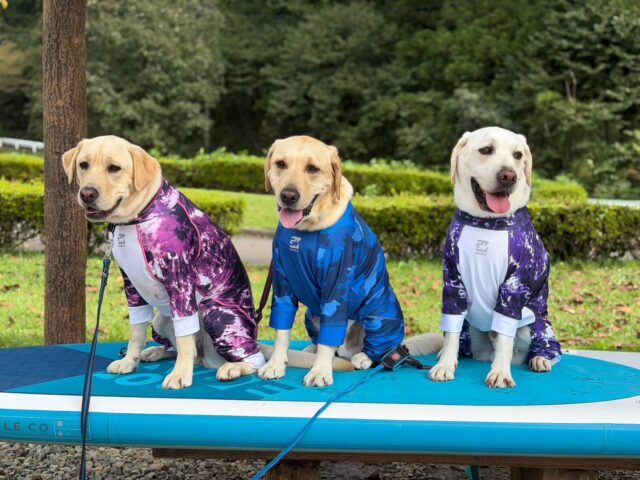 ドッグSUP感謝祭💕開催いたしました🐶 ドッグSUP感謝祭💕開催いたしました🐶