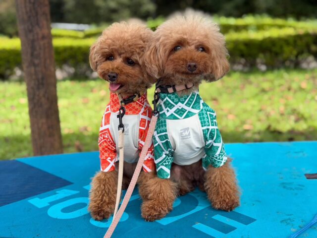 ドッグSUP感謝祭💕開催いたしました🐶 ドッグSUP感謝祭💕開催いたしました🐶