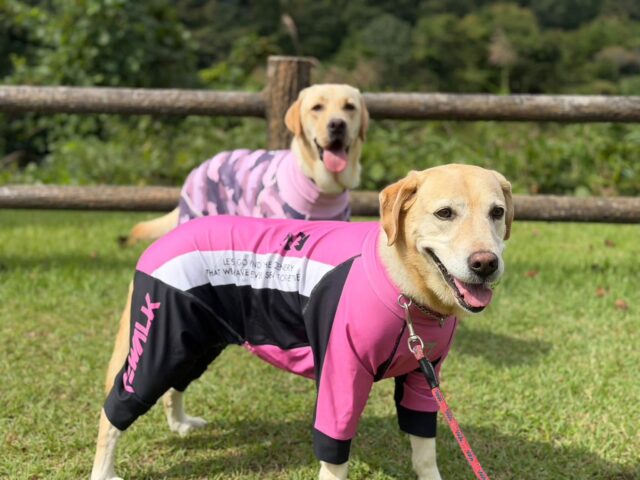 ドッグSUP感謝祭💕開催いたしました🐶 ドッグSUP感謝祭💕開催いたしました🐶